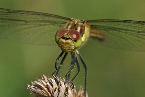 Common Darter