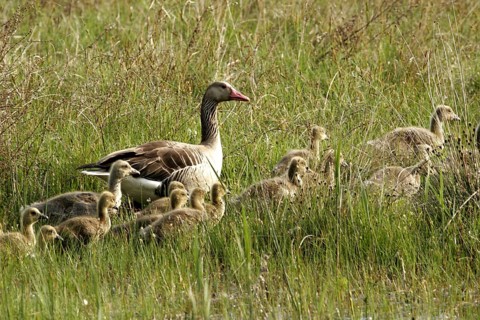 Greylag goose