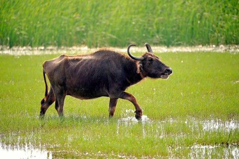 Water buffalo