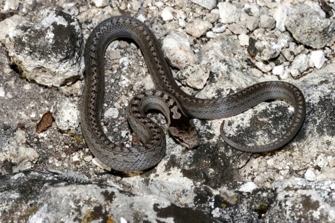 Smooth snake