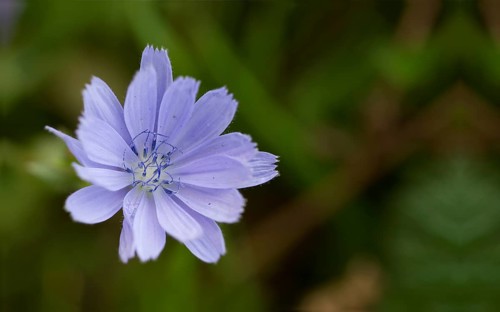 Chicory