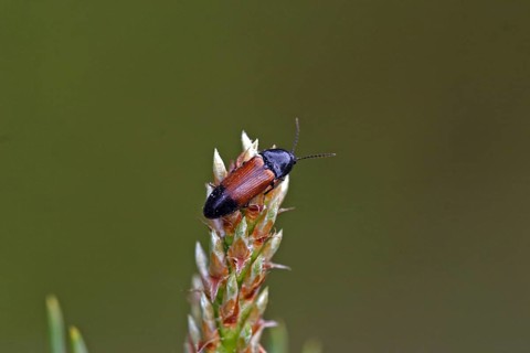 Girdled click beetle