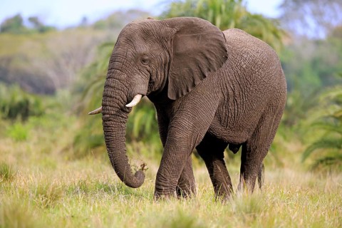 African elephant
