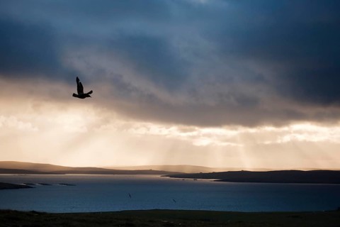 Great Skua