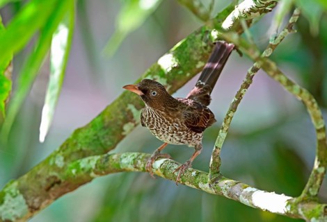 Pearly-eyed Thrasher