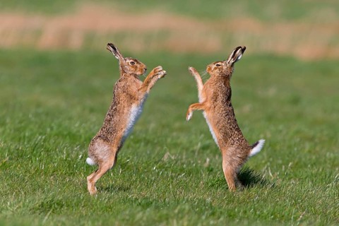 European Hare