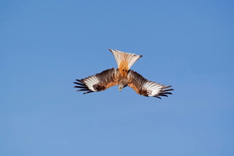 Red Kite