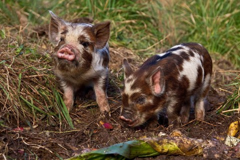 Kune Kune Pigs