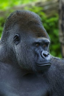 Western lowland gorilla