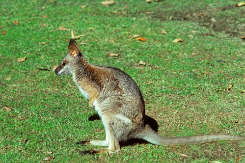 Black-striped wallaby
