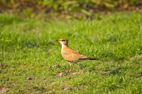 Australian Pratincole