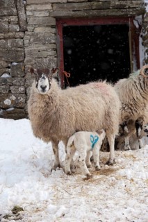 Domestic Sheep