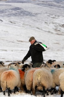 Sheep farming