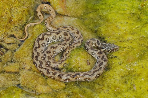 Viperine Snake