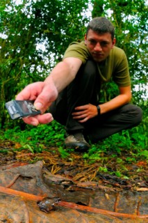 Schubotz's squeak frog