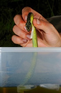 Researcher storing alcohol preserved Nitsche's Bush Viper