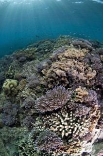 Coral reef habitat with various fish species