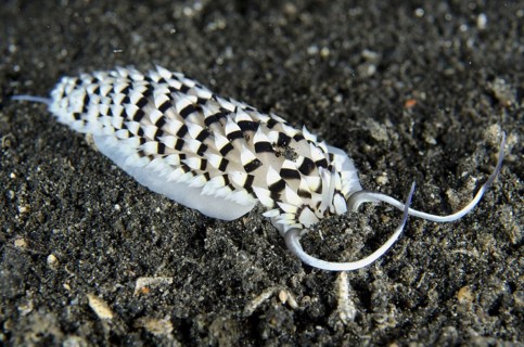 Other animals