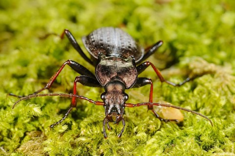 Ground Beetle