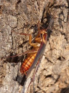 Australian cockroach