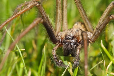 Giant House Spider