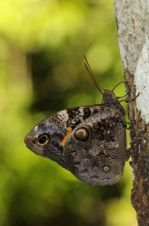 Brush-footed butterfly