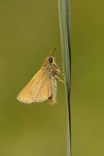 Small skipper