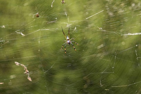 Silk spider