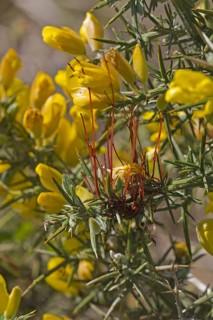 Common Dodder