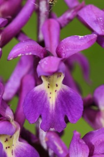 Early Purple Orchid