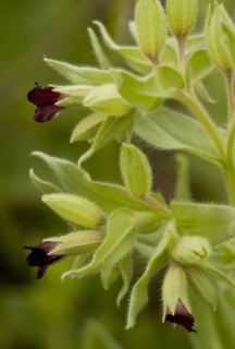 Nonea erecta