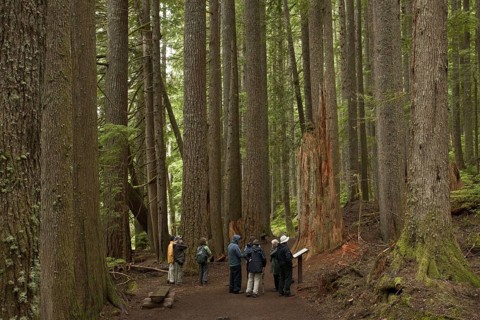 Western western hemlock-spruce