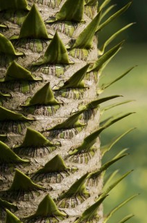 Monkey puzzle tree