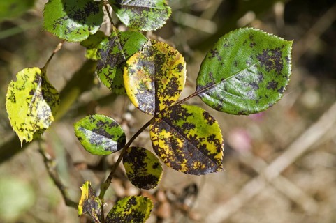 Black spot disease