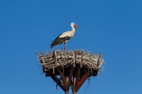 Lone white stork
