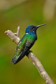 Jacobin Hummingbird Male