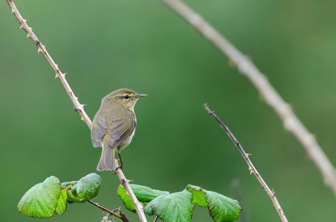 (Phylloscopus canariensis)