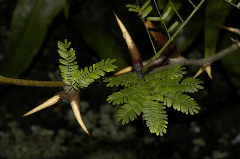 Buckhorn Acacia