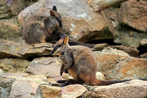 Brush-tailed rock-wallaby