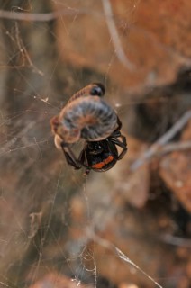 False widow