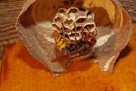 Hornet