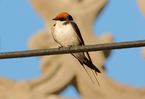 Wire-tailed Swallow