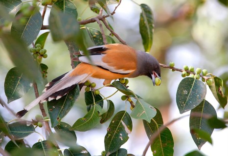 Rufous Treepie
