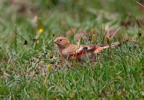 Mongolian Finch