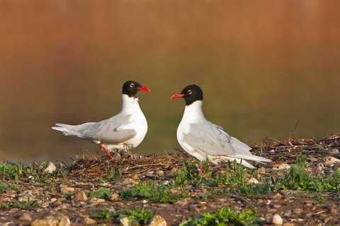 Mediterranean Gull