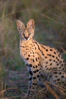 Serval