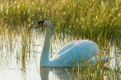 Mute Swan