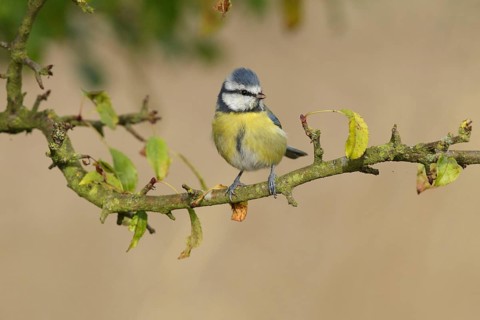 Blue tit