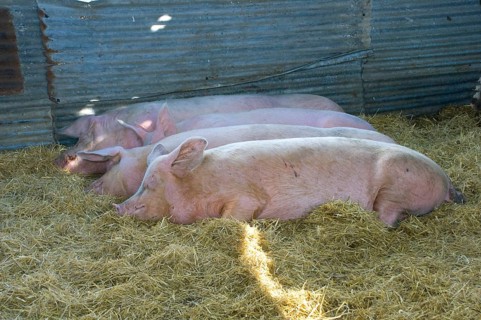 Domestic pig
