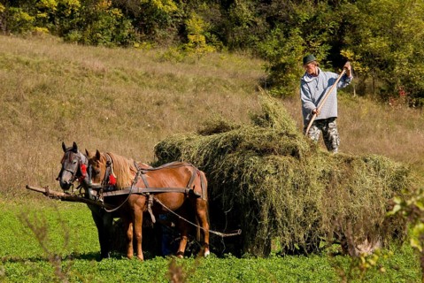 Farmer harvesting hay
